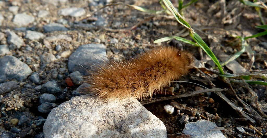 The Fable of the Caterpillar